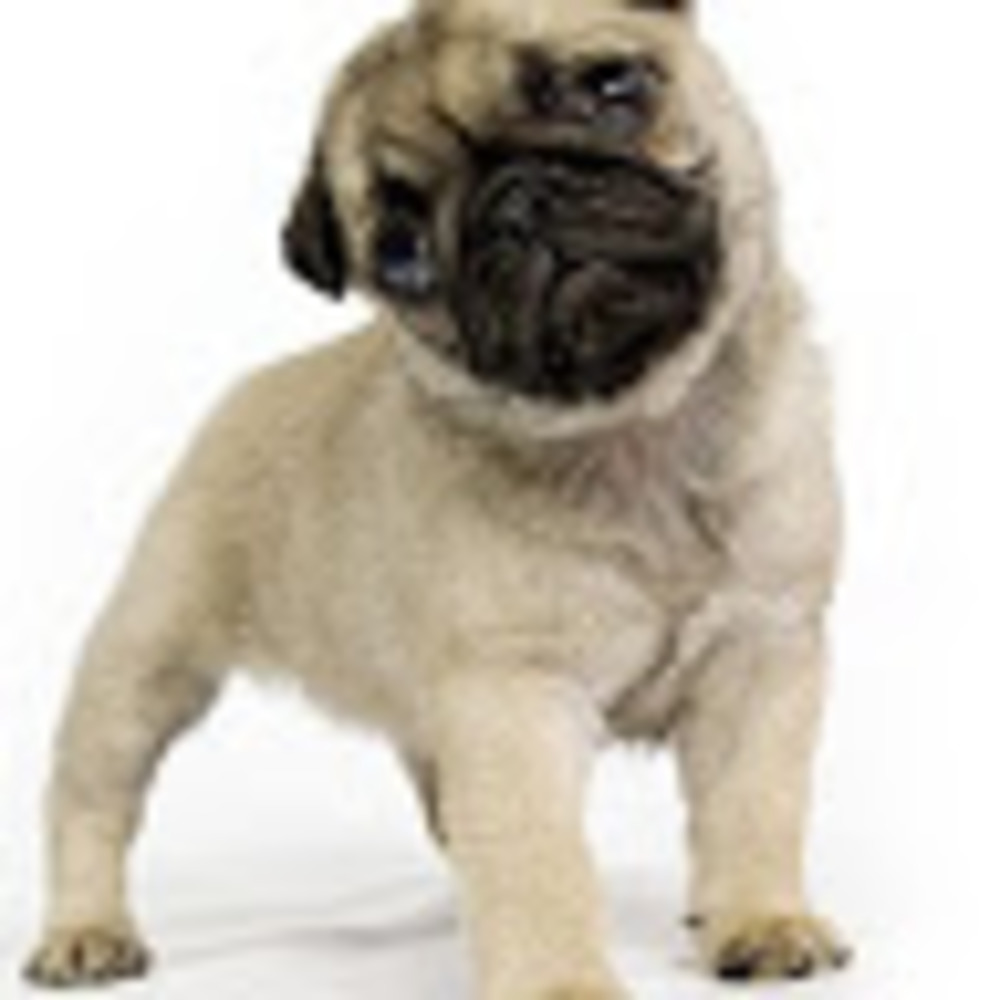 Meet your Posher, Xxchocolatepugxx
